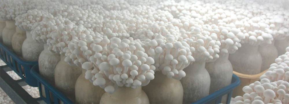 Увлажнение грибов